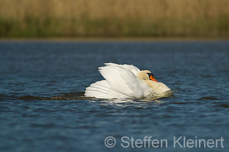 028 Höckerschwan Imponierhaltung (Cygnus olor)